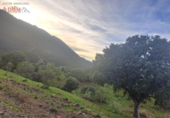 Rural estate for sale in Mestanza ref: TR386304 photo