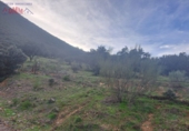 Rural estate for sale in Mestanza ref: TR386304 photo