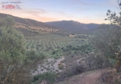 Rural estate for sale in Mestanza ref: TR386304 photo