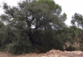 Sòl urbà en venda a Villarrasa ref.: TR386832 foto