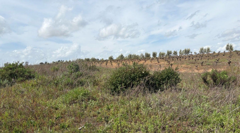 Huelva - Bollullos Par del Condado - 2700m2
