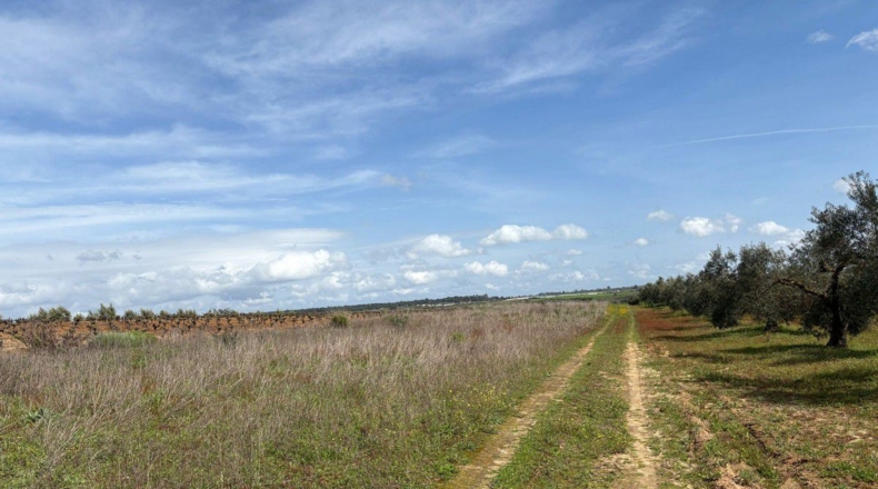 Huelva - Bollullos Par del Condado - 2700m2