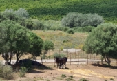 Finca rústica en venda a San Martín del Tesorillo ref.: TR385280 foto