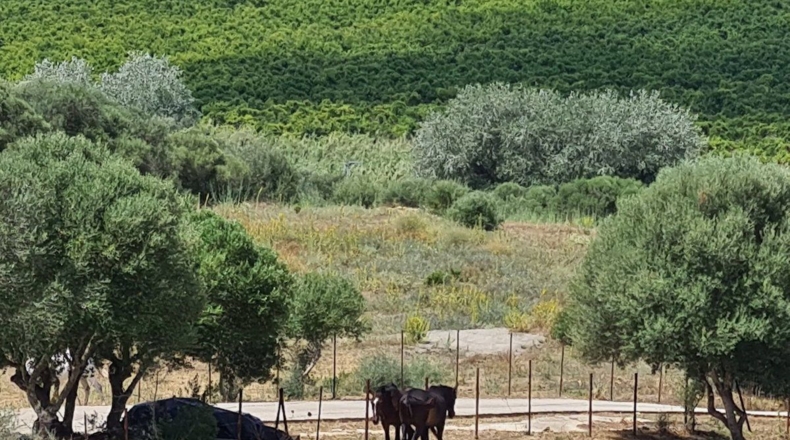Кадис - San Martín del Tesorillo - 170000m2