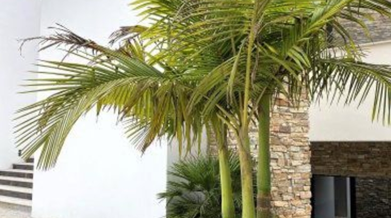 Cadiz - San Roque - 3700m2