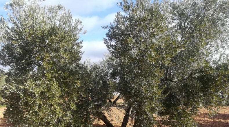 Ciudad Real - Valdepeñas - 40008m2