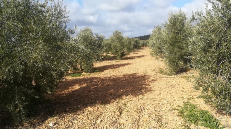 Ciudad Real - Valdepeñas - 40008m2