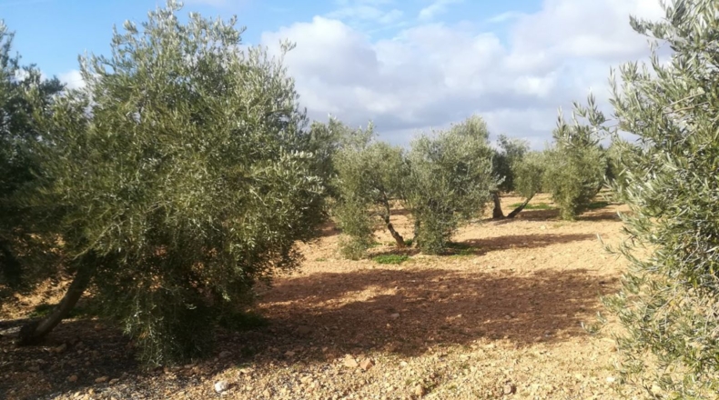Ciudad Real - Valdepeñas - 40008m2