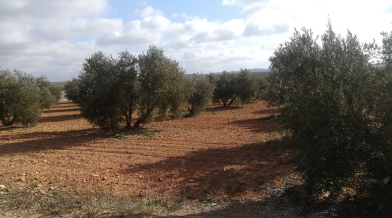 Ciudad Real - Valdepeñas - 40008m2