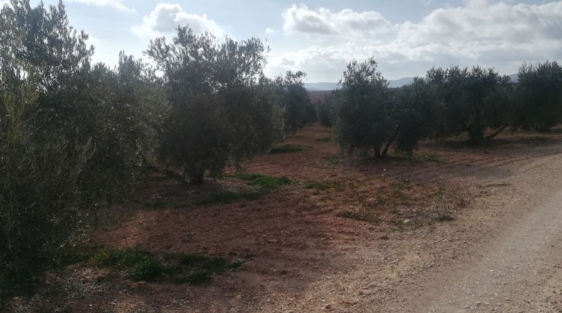 Ciudad Real - Valdepeñas - 40008m2