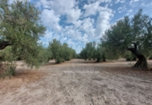 Non-developable land for sale in Baeza ref: TR393853 photo