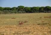 Terreny no urbanitzable en venda a Conil de la Frontera ref.: TR386722 foto