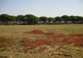 Terreny no urbanitzable en venda a Conil de la Frontera ref.: TR386722 foto