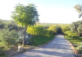 Finca rústica en venda a Villalba de los Barros ref.: TR386040 foto