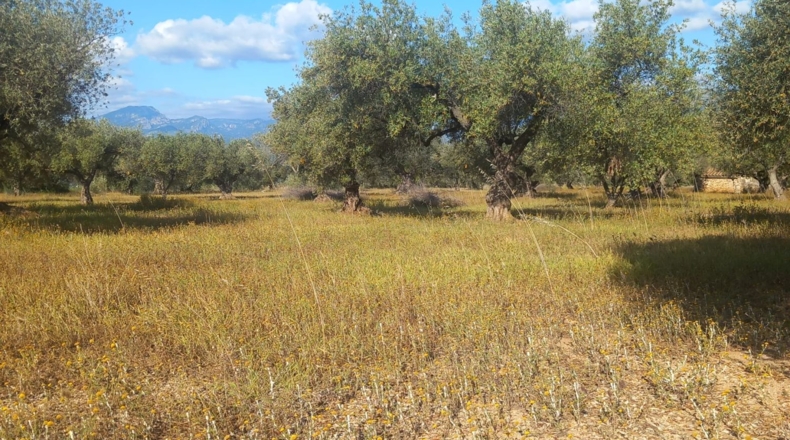 Tarragona - Тивенис - 11000m2