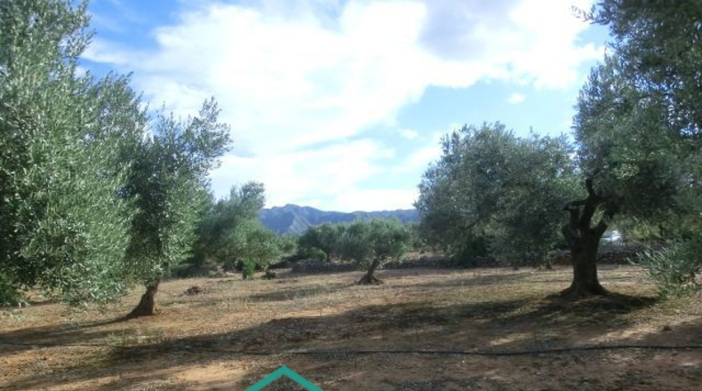 Tarragona - Тивенис - 11000m2