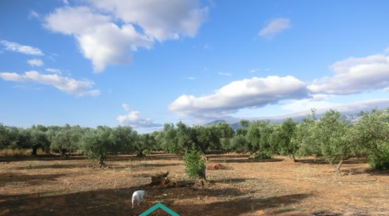 Tarragona - Тивенис - 11000m2
