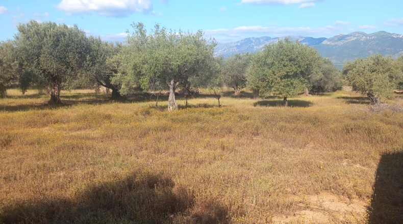 Tarragona - Тивенис - 11000m2
