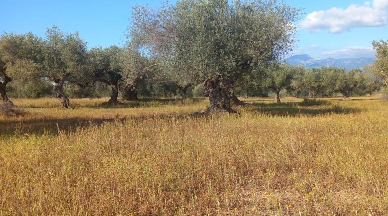 Tarragona - Тивенис - 11000m2