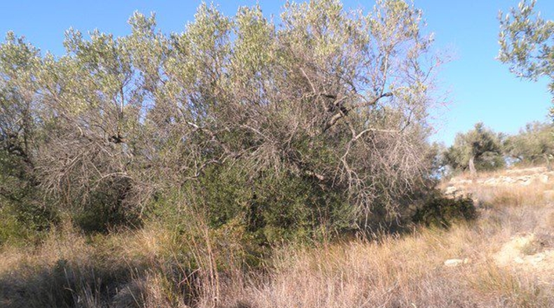 Tarragona - Tortosa - 61320m2