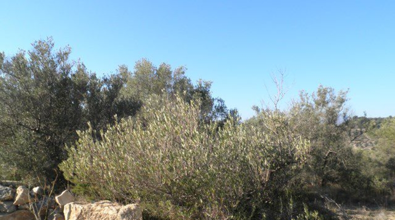 Tarragona - Tortosa - 61320m2