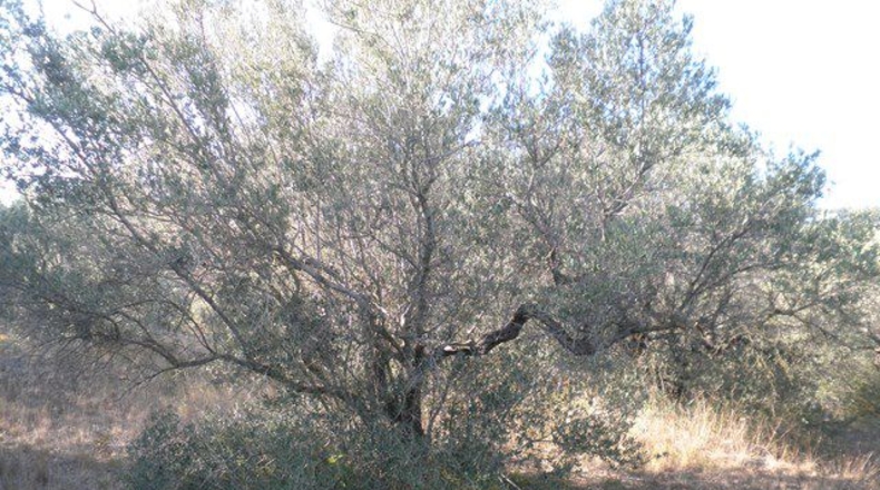 Tarragona - Tortosa - 61320m2