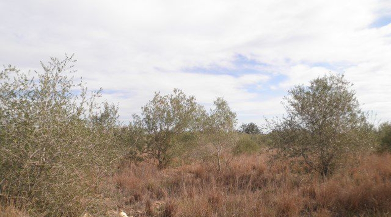 Tarragona - Camarles - 25857m2