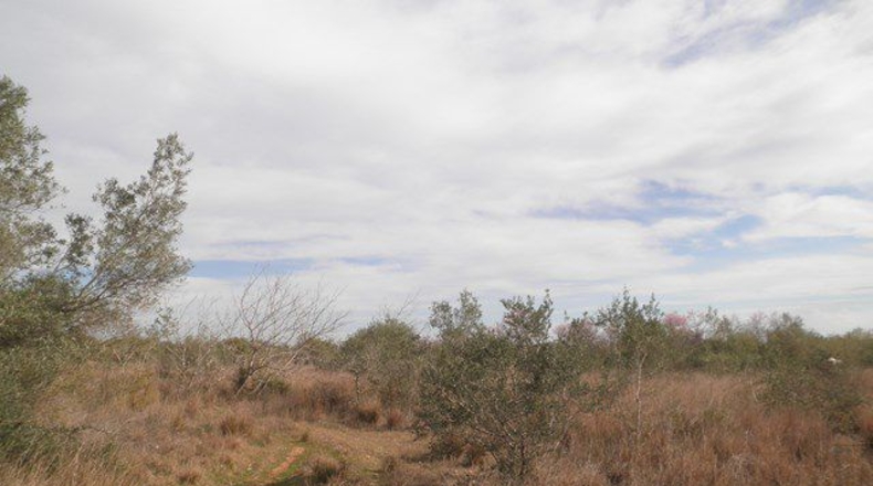 Tarragona - Camarles - 25857m2