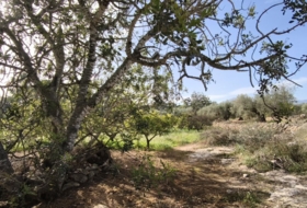 Horta de Sant Joan 26832&nbsp;m²
