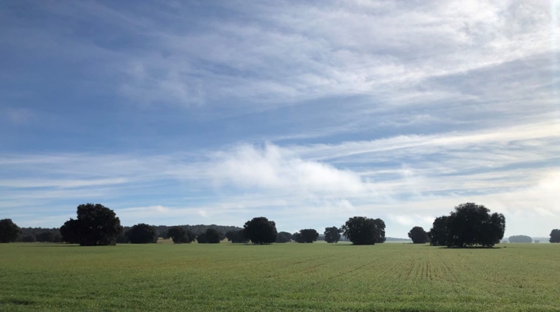 Albacete - Villarrobledo - 1388m2