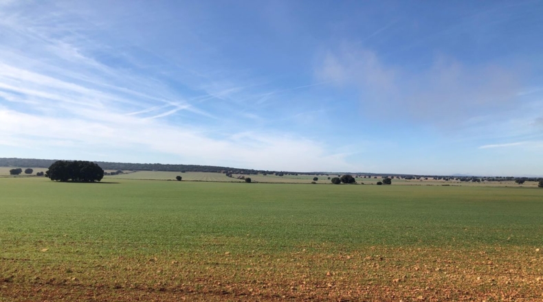 Albacete - Villarrobledo - 1388m2