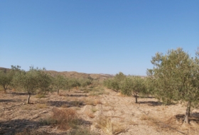 Sorbas 24390&nbsp;м²