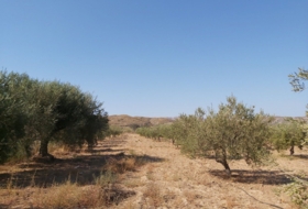 Sorbas 24390&nbsp;м²