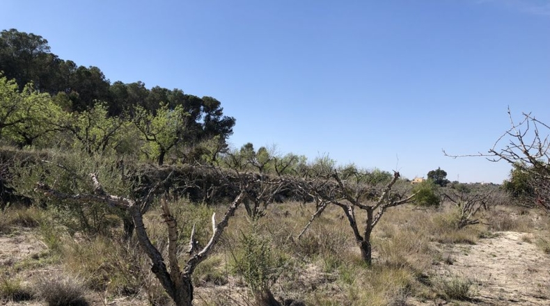 Valencia - Albaida - 11226m2
