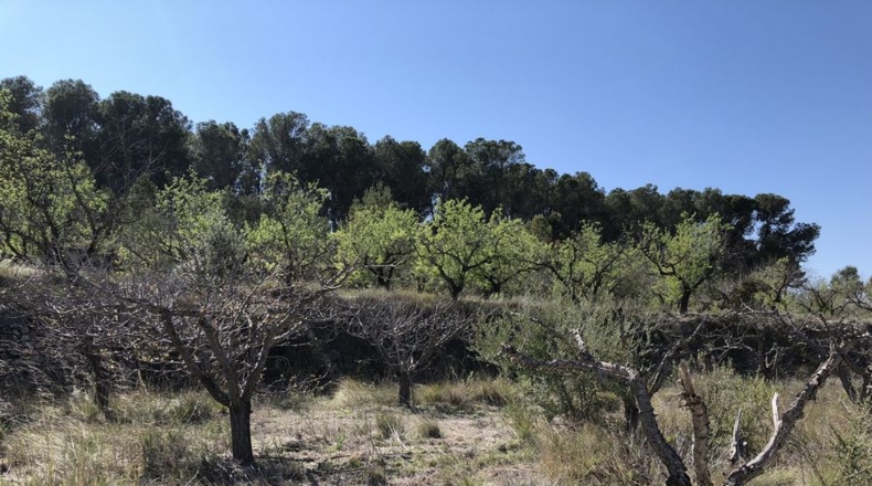 Valencia - Albaida - 11226m2