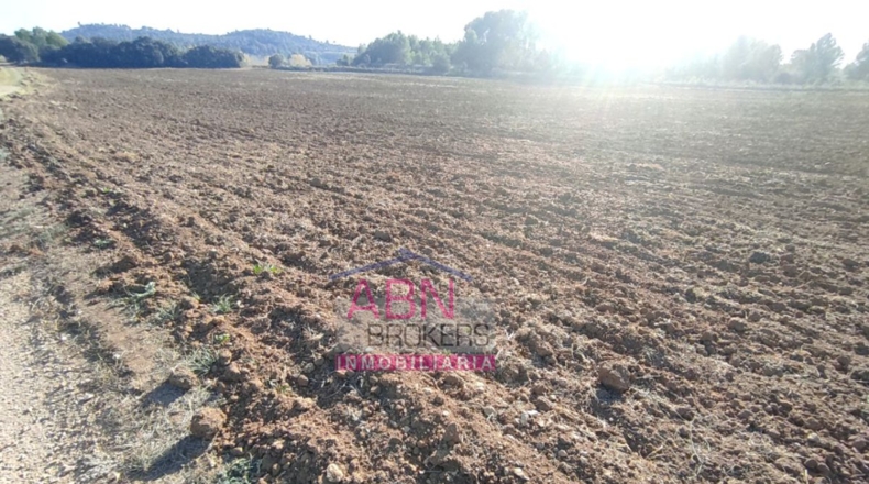 Valencia - Bellús - 18062m2