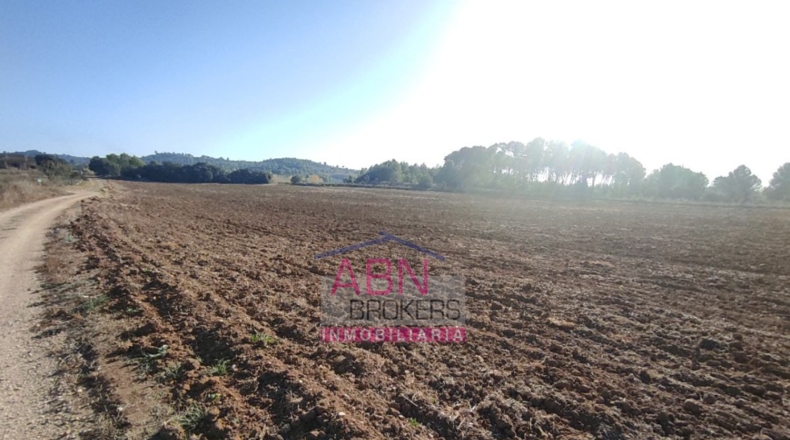 Valencia - Bellús - 18062m2