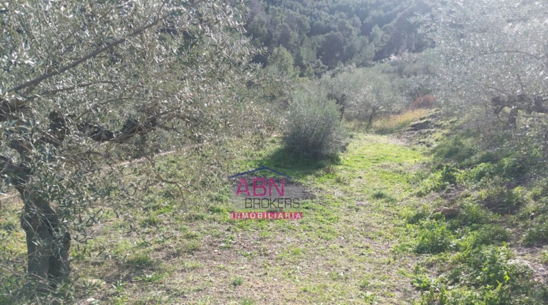 Valencia - Adzaneta de Albaida - 600m2