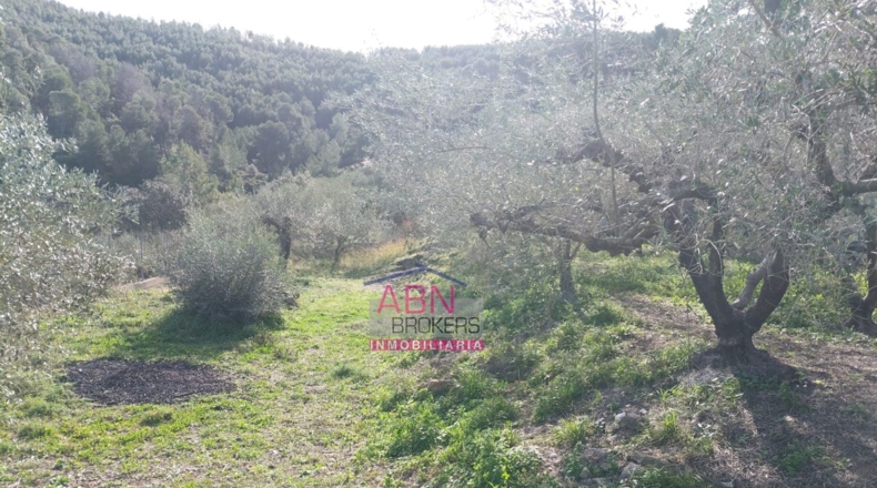Valencia - Adzaneta de Albaida - 600m2
