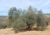 Finca rústica en venta en Granada ref: TR385787 foto