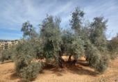 Finca rústica en venta en Granada ref: TR385787 foto