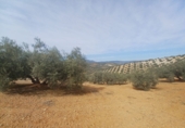 Finca rústica en venta en Granada ref: TR385787 foto