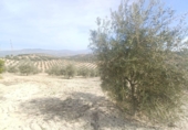 Finca rústica en venta en Granada ref: TR385787 foto