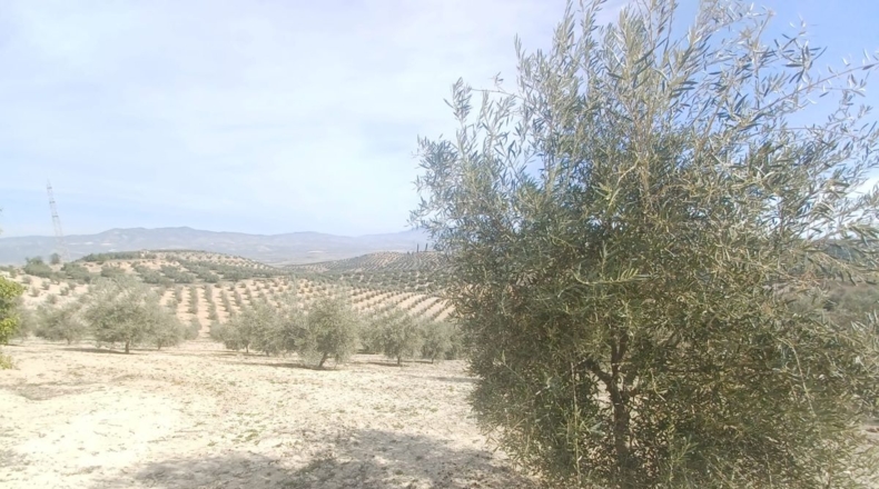 Burgos - Salas de los Infantes - 660000m2