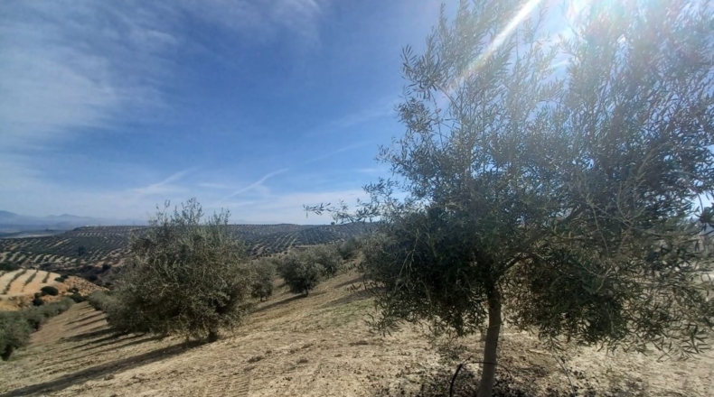 Burgos - Salas de los Infantes - 660000m2