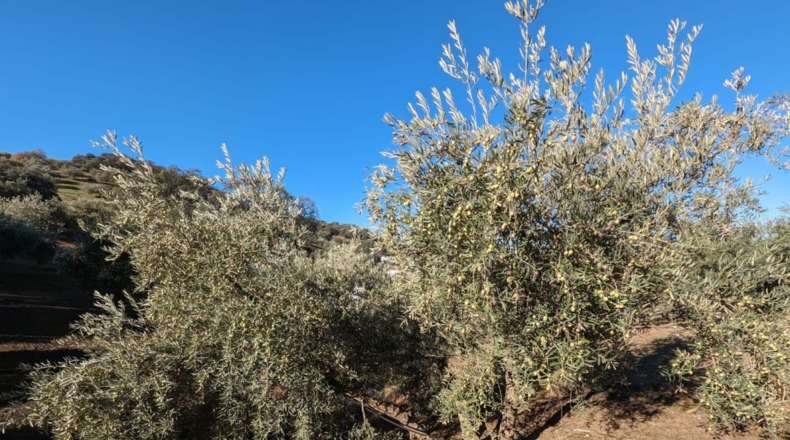 Granada - Santa Fe - 5604m2