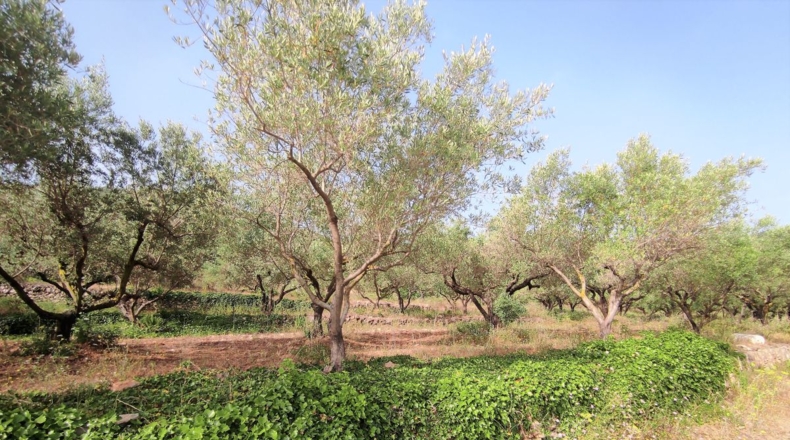 Tarragona - Amposta - 28000m2