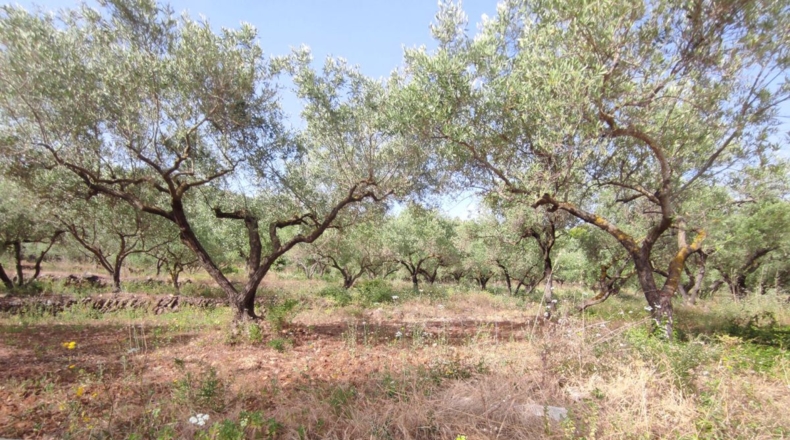 Tarragona - Amposta - 28000m2