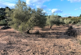 Freginals 7000&nbsp;м²