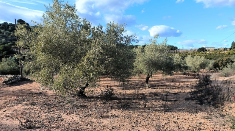 Tarragona - Freginals - 7000m2